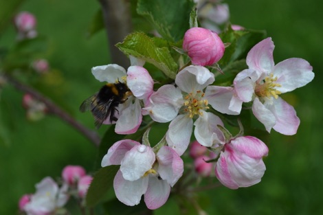 Bumblebee on apple blossom